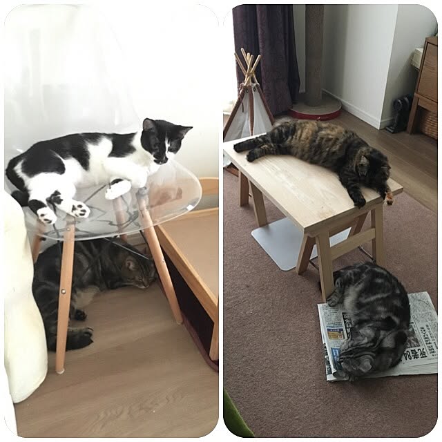 mikomaruさんの実例写真