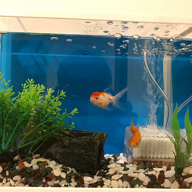 Kiyohisaさんの実例写真