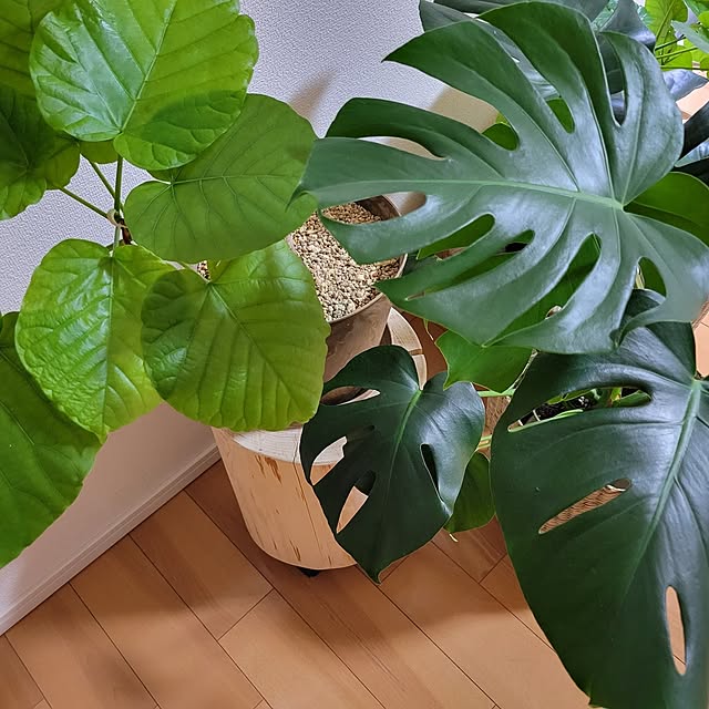akiak.3さんの実例写真
