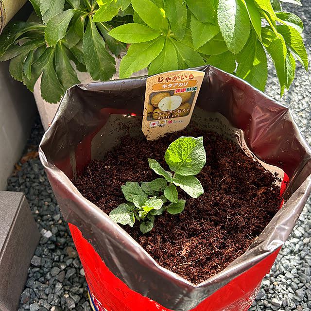 ramureさんの部屋