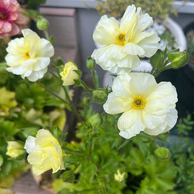 hinamamaさんの部屋