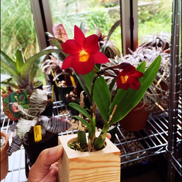 S-Tillandsiaさんの実例写真