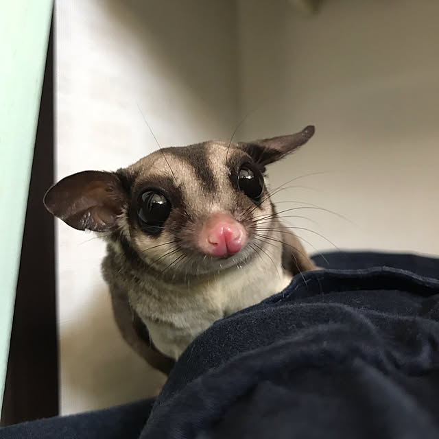 momoさんの実例写真