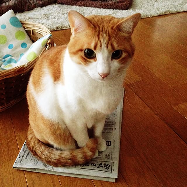 Kinanさんの実例写真