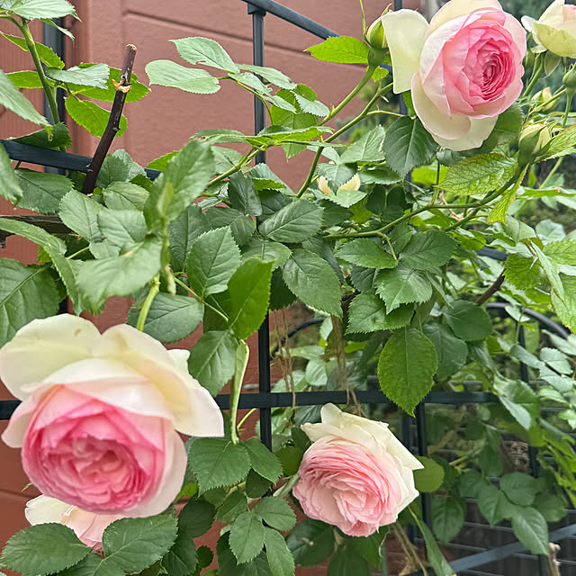 RoseLife5818さんの実例写真
