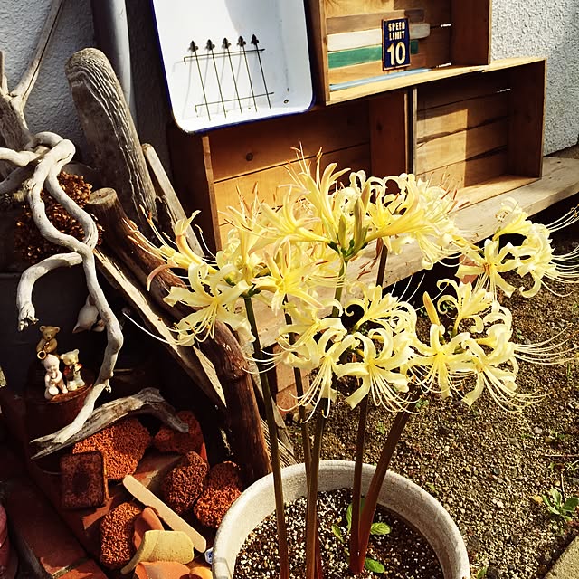 chi-chanさんの実例写真