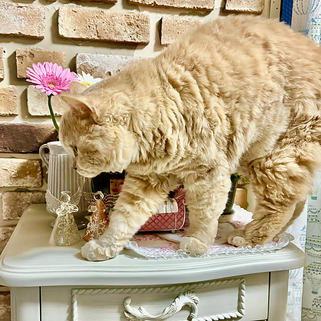 naokoさんの実例写真