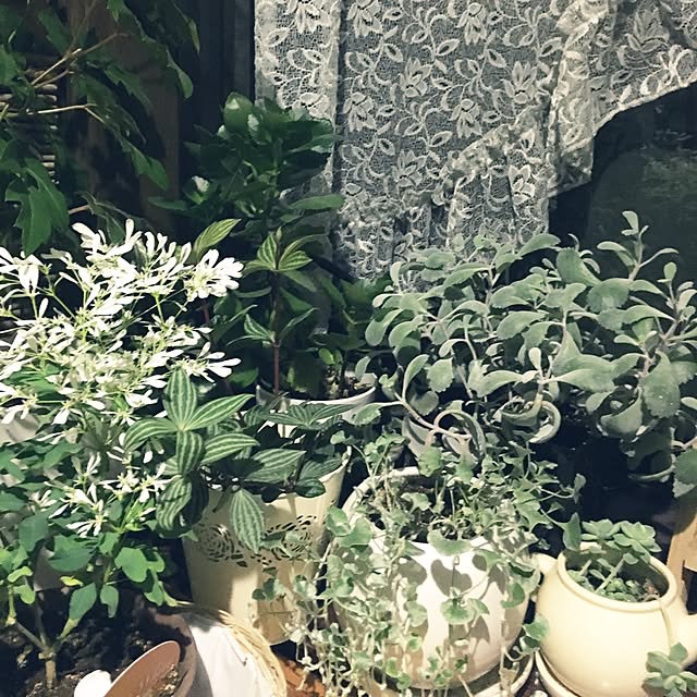 kimkimさんの実例写真