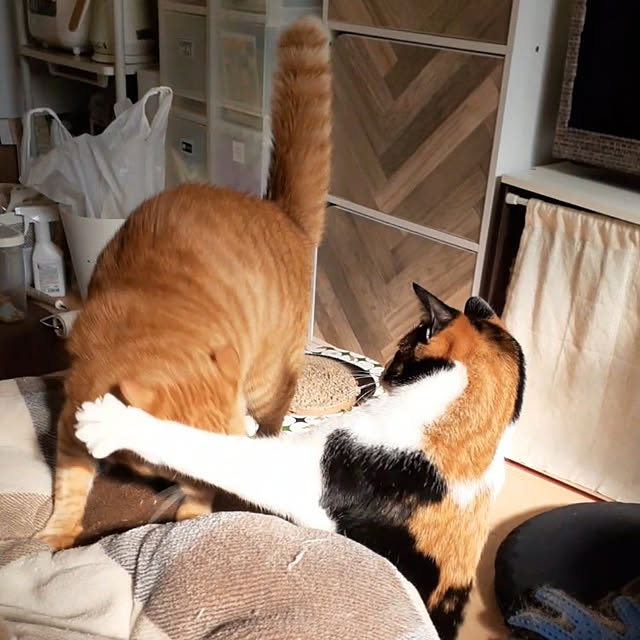 chisaviさんの実例写真