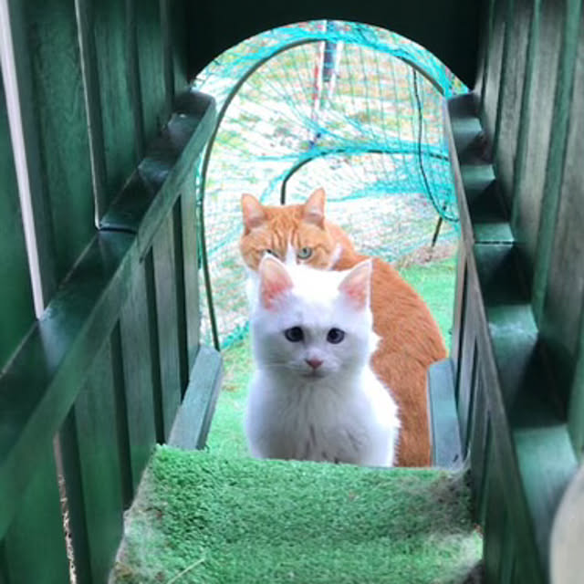 nyanko-beamさんの実例写真
