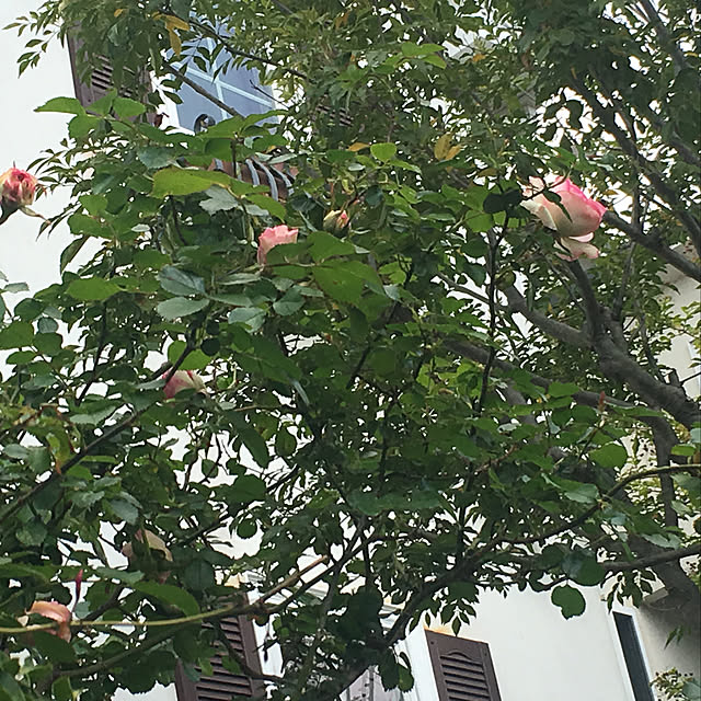 midoriさんの実例写真