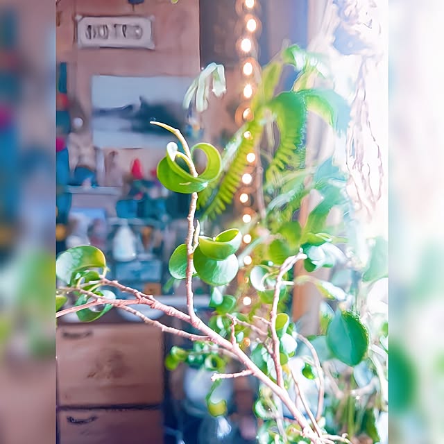 kyooonさんの実例写真