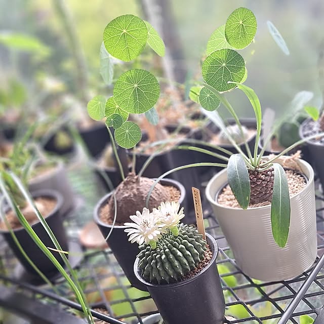 souさんの実例写真