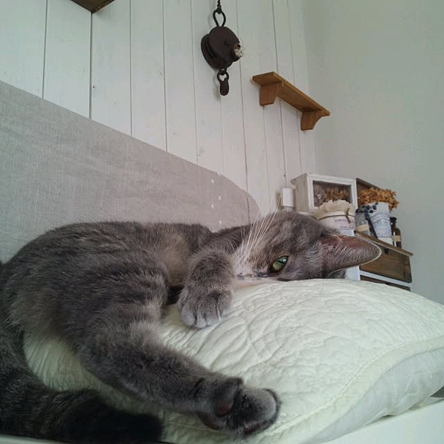 momijiさんの実例写真