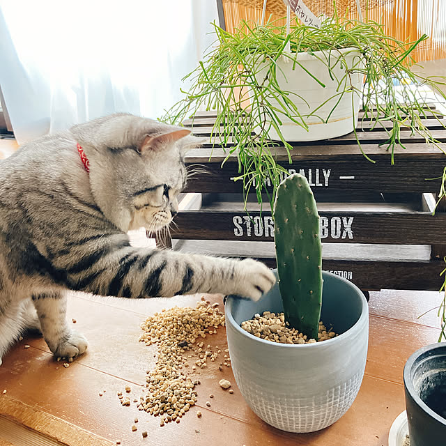 Chomeakiさんの実例写真