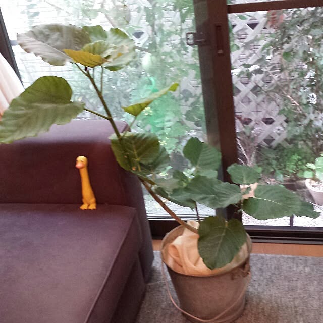 NaNanさんの実例写真