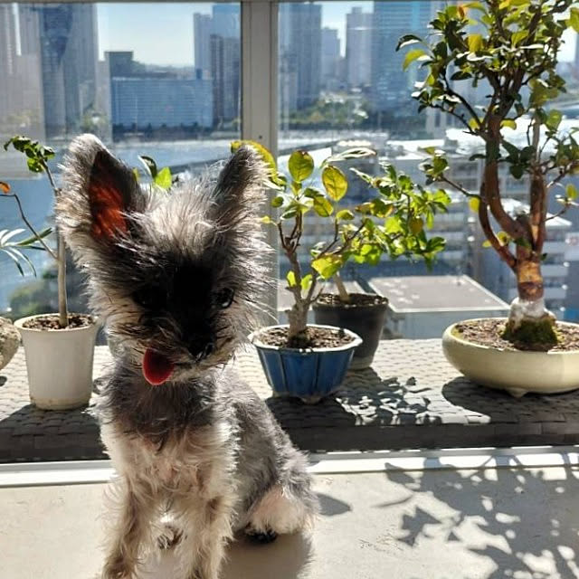 minnieさんの実例写真