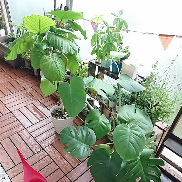 sakusakuさんの実例写真