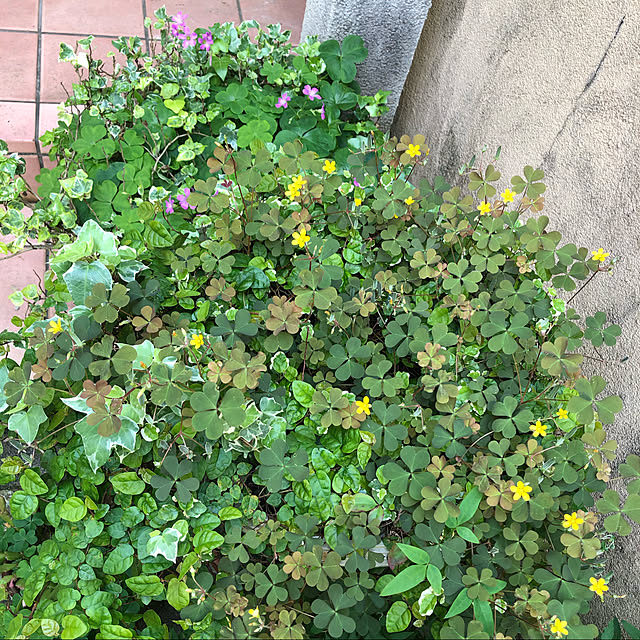 fumikoiさんの実例写真