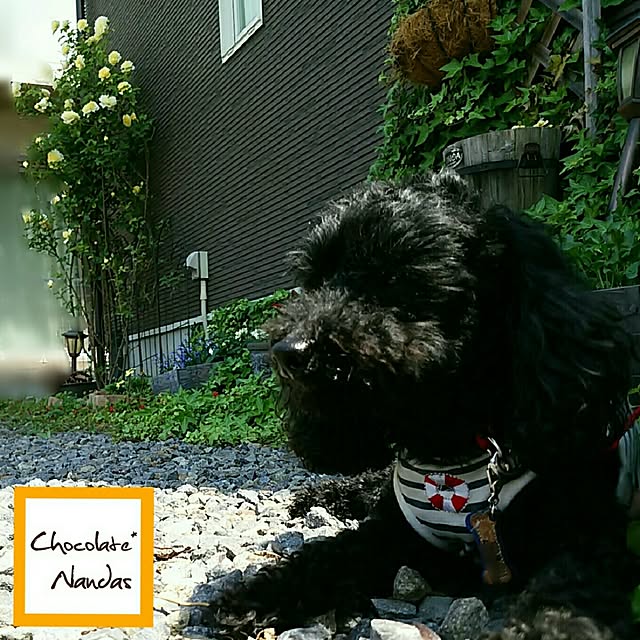 ChocolateNandasさんの実例写真