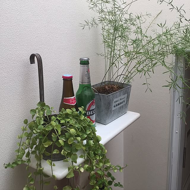 壁/天井/観葉植物のインテリア実例 - 2017-05-11 14:36:48