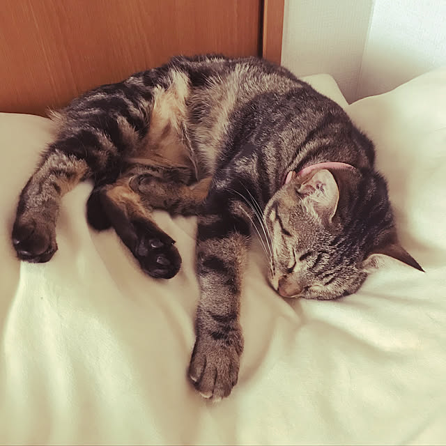 emikoさんの実例写真