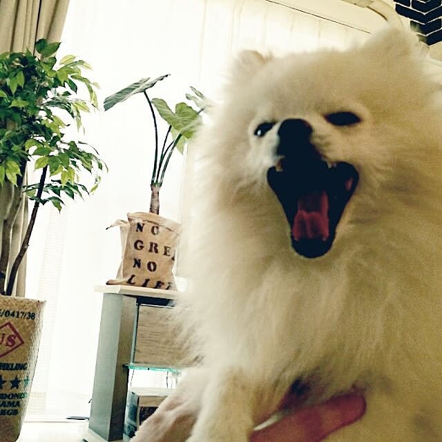yukaさんの実例写真