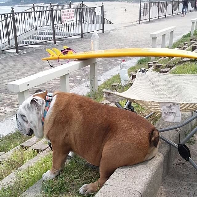 panchobiさんの実例写真