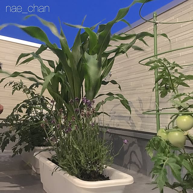 nae_chanさんの実例写真