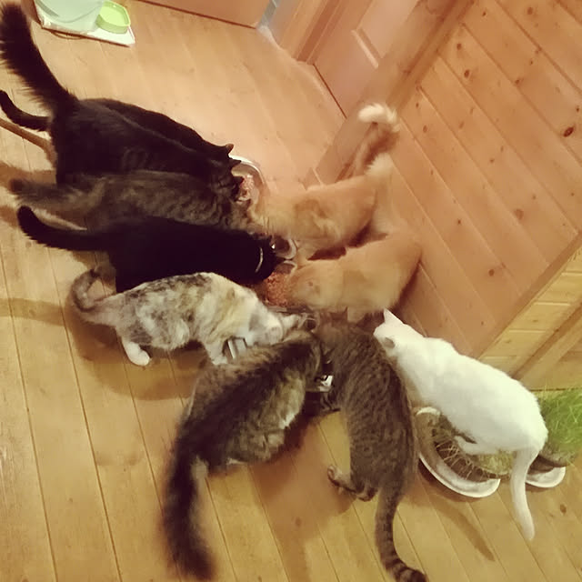 Maki-nekomamireさんの実例写真