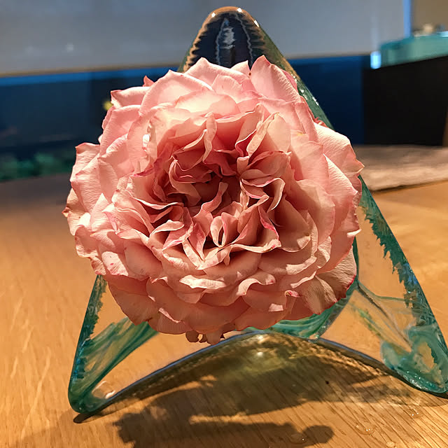 ピンクの花/生花は癒される♡/生花/北海道旅行♡/ばら好き...などのインテリア実例 - 2021-05-07 12:17:51