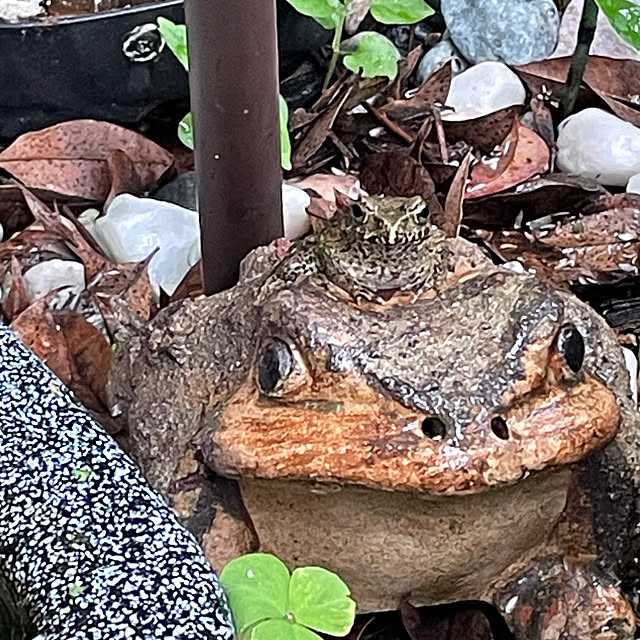 sakuranboさんの実例写真