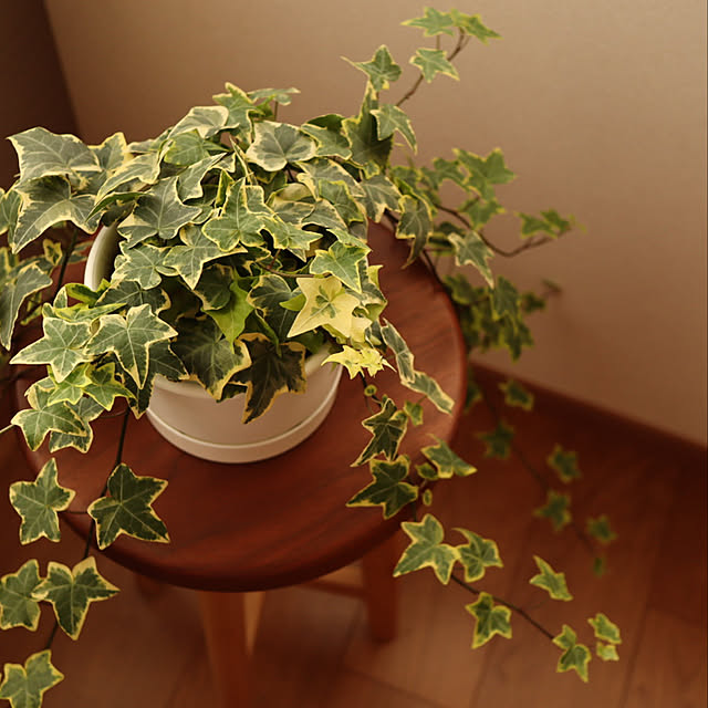 Eucalyptusさんの実例写真