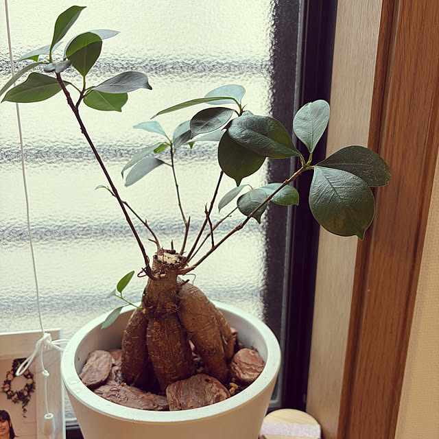 tocoさんの実例写真