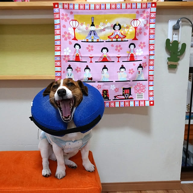 hiyugonさんの実例写真