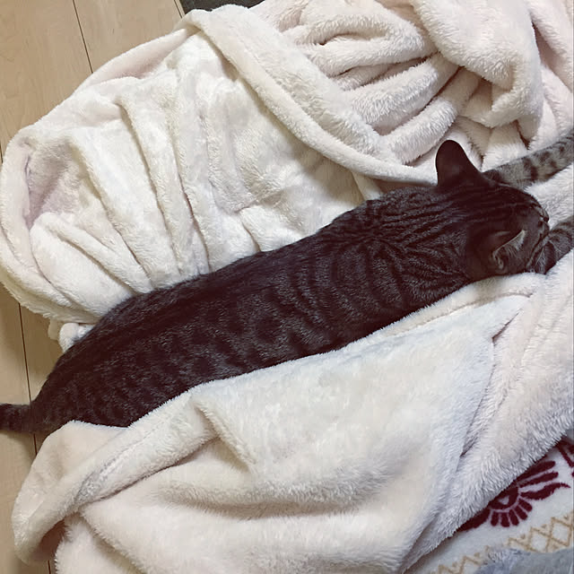 Saorokuさんの実例写真