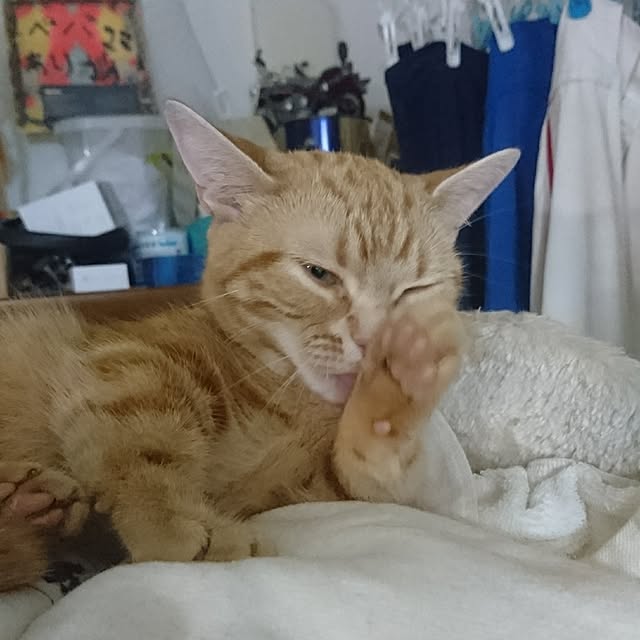 shinobuさんの実例写真