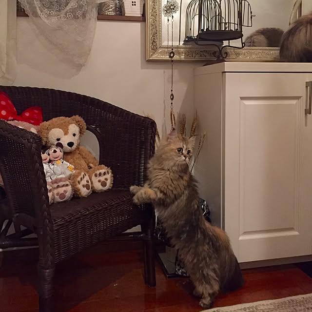butachanさんの実例写真
