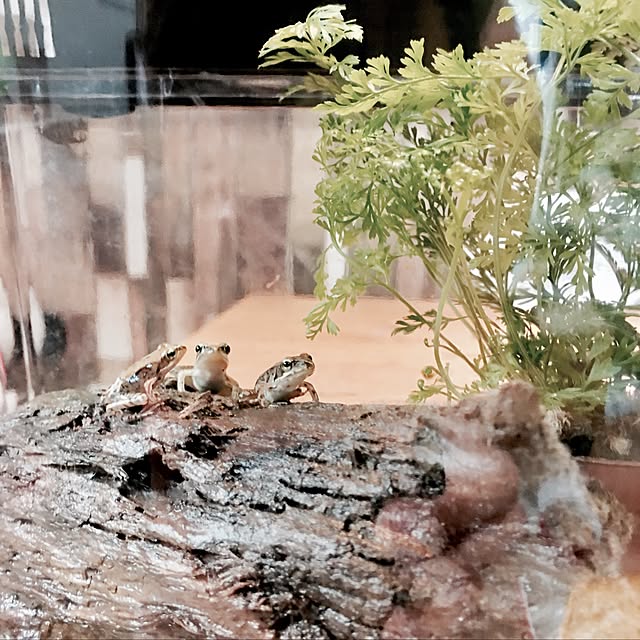 oxoxさんの実例写真