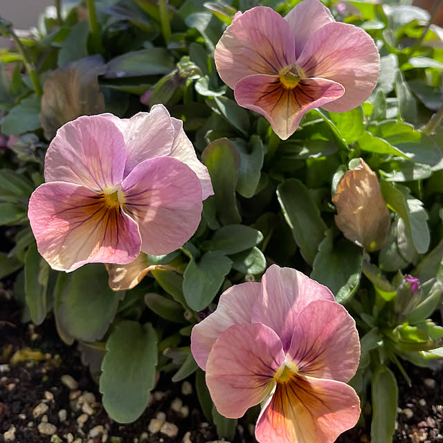 ronronさんの部屋