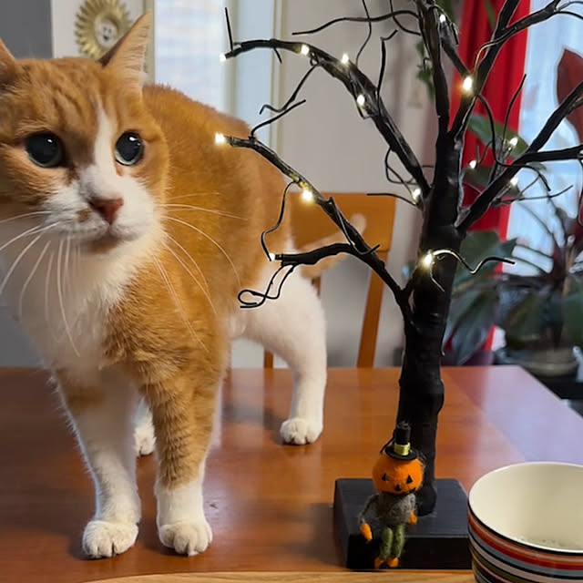 nyanko-beamさんの部屋