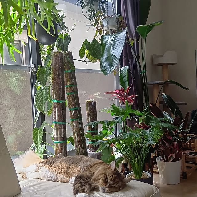 saeさんの実例写真