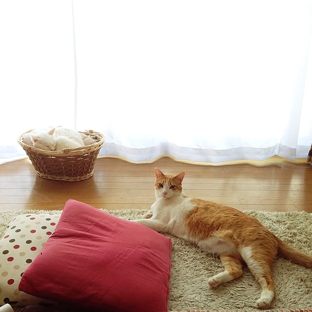 Kinanさんの実例写真