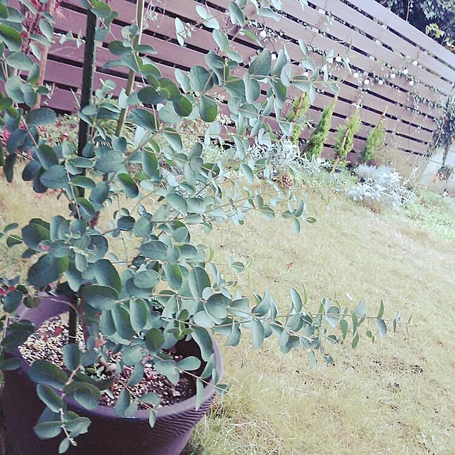 mudflapさんの実例写真