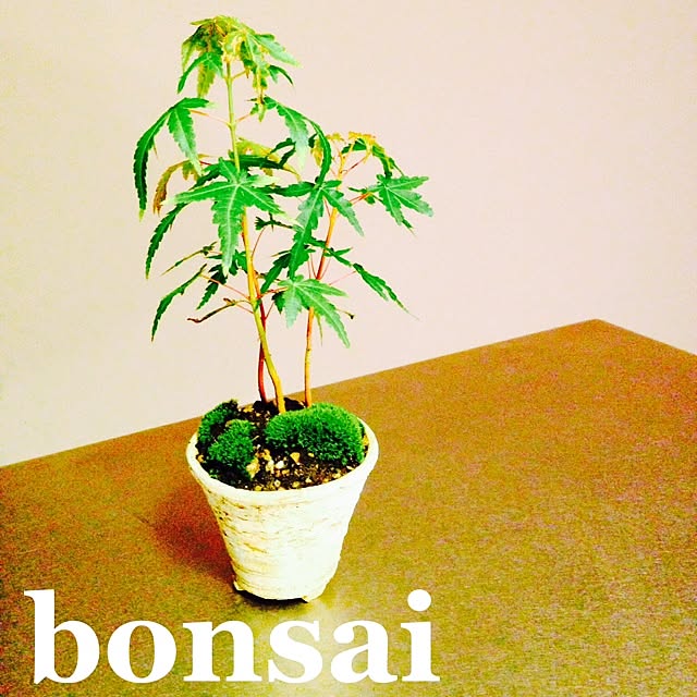 Komiyaさんの実例写真