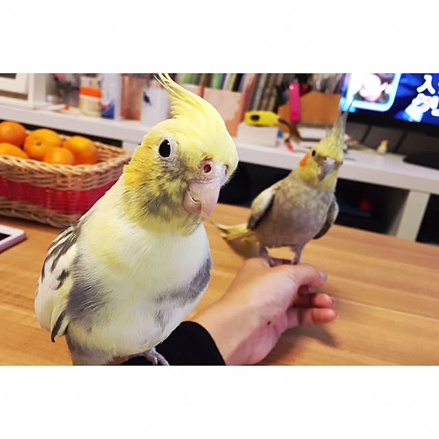 torinotorikoさんの実例写真