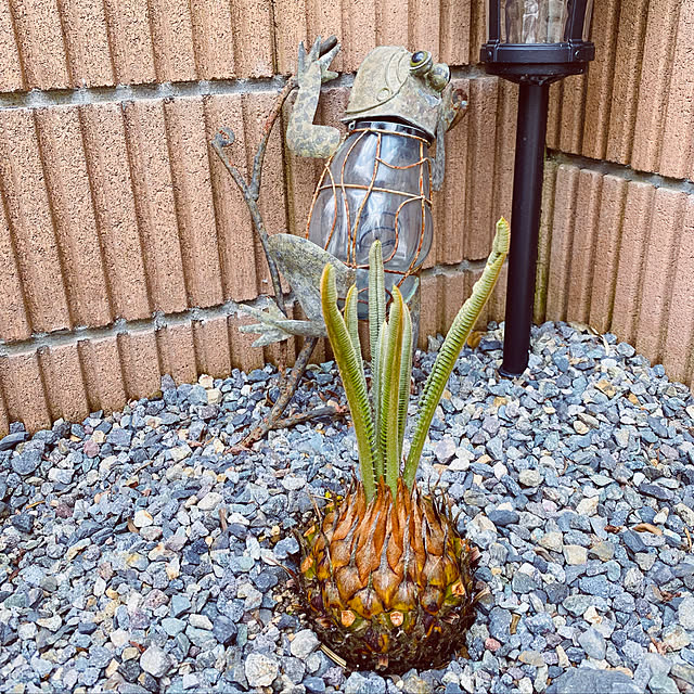 Fumiyoさんの実例写真