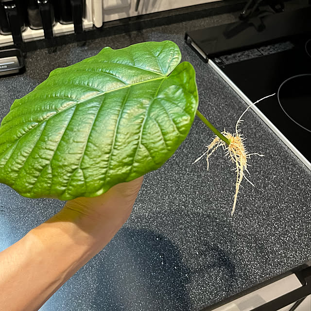 Hannahさんの実例写真