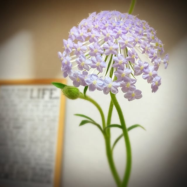 azuさんの実例写真