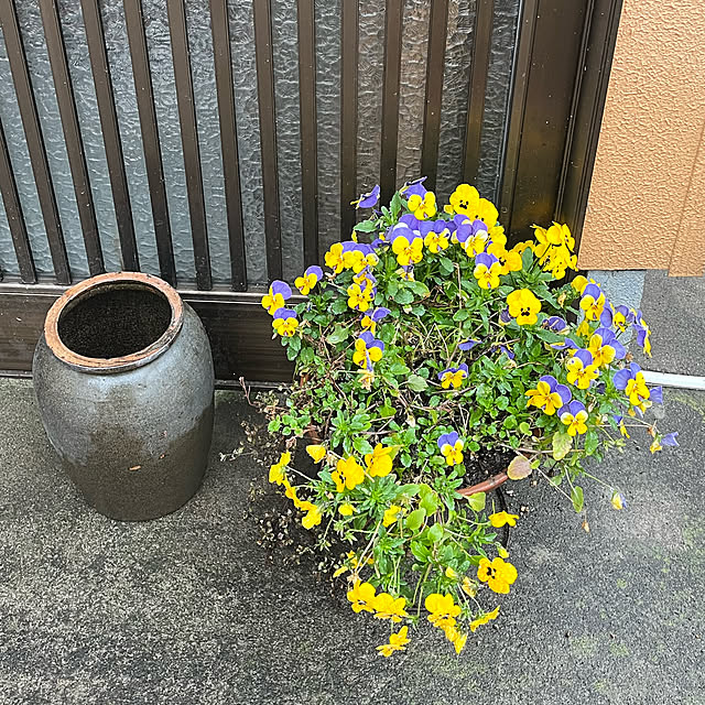 mikan161さんの実例写真